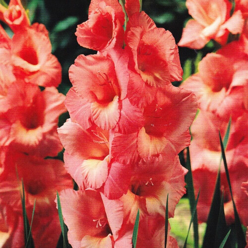 (50) SPIC & SPAN GLADIOLI LARGE FLOWERED
