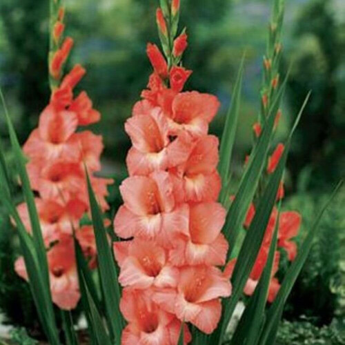 (20) SPIC & SPAN GLADIOLI LARGE FLOWERED 1