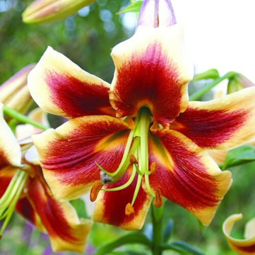 (3) RED MORNING Oriental Lily 1