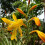 (5) CROCOSMIA GEORGE DAVISON 2