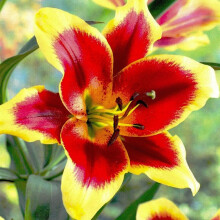 (1) RED MORNING Oriental Lily