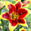 (1) RED MORNING Oriental Lily 1