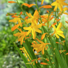 (25) CROCOSMIA GEORGE DAVISON