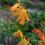 (50) CROCOSMIA GEORGE DAVISON 3
