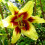 (3) RED MORNING Oriental Lily 3