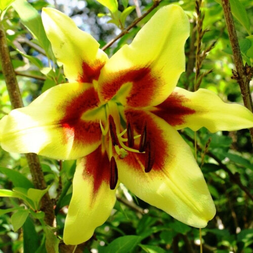 (3) RED MORNING Oriental Lily 2