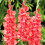 (50) SPIC & SPAN GLADIOLI LARGE FLOWERED 3