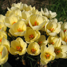 (20) Crocus - Cream Beauty