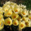 (20) Crocus - Cream Beauty 1