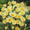 (20) Crocus - Cream Beauty 2