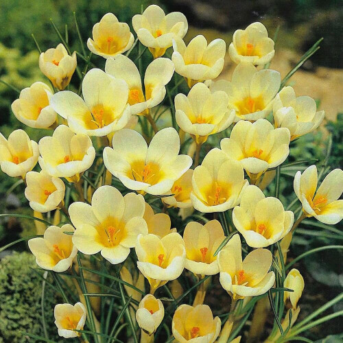 (20) Crocus - Cream Beauty 1