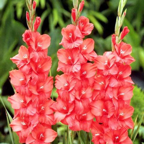 (10) SPIC & SPAN GLADIOLI LARGE FLOWERED 2