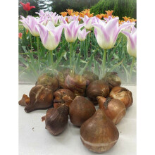 (200) ELEGANT LADY LILY FLOWERING TULIP BULBS SPRING FLOWERING GARDEN PERENNIAL