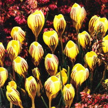 (20) Crocus-Dorothy