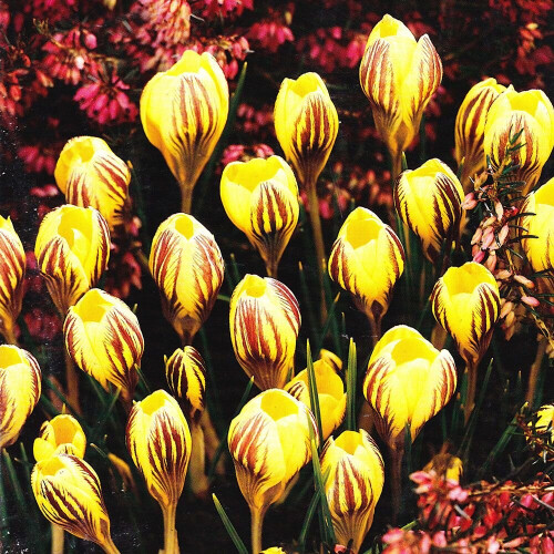 (20) Crocus-Dorothy