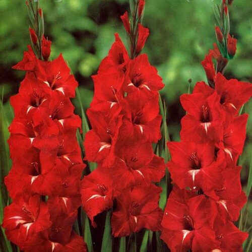 (10) EUROVISION GLADIOLI LARGE FLOWERED 1