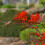(5) CROCOSMIA  LUCIFER 1