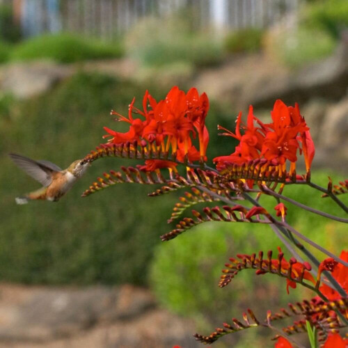 (5) CROCOSMIA  LUCIFER