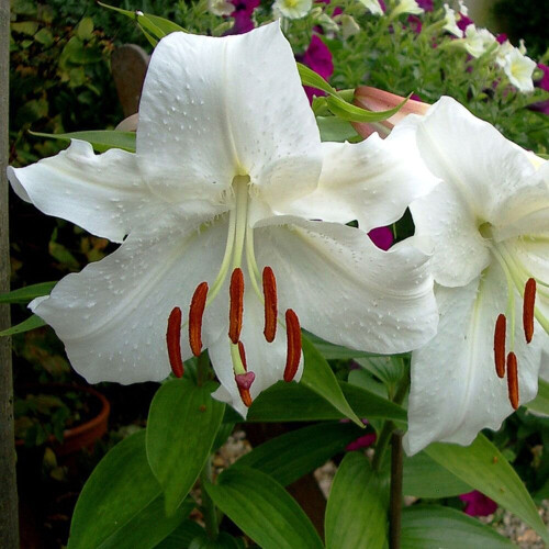 (1) CASA BLANCA Oriental Lily
