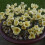 (20) Crocus - Cream Beauty 3