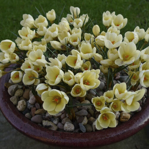 (20) Crocus - Cream Beauty 2