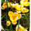 (10) Crocus - Romance 3