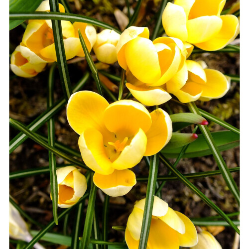 (10) Crocus - Romance 2