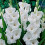 (10) WHITE GODDESS GLADIOLI LARGE FLOWERED 1