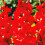(10) EUROVISION GLADIOLI LARGE FLOWERED 3