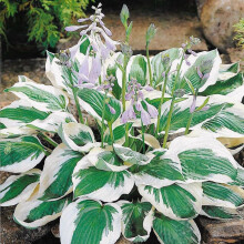 (4) HOSTA PATRIOT PLANTAIN LILY