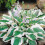 (4) HOSTA PATRIOT PLANTAIN LILY 1