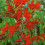 (5) CROCOSMIA  LUCIFER 2