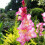 (100) PRISCILLA GLADIOLI LARGE FLOWERED 2