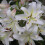 (1) CASA BLANCA Oriental Lily 2
