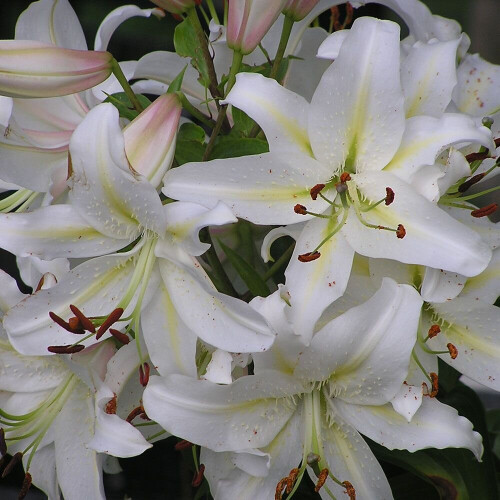 (1) CASA BLANCA Oriental Lily 1