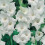 (10) WHITE GODDESS GLADIOLI LARGE FLOWERED 2