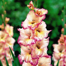 (50) PRISCILLA GLADIOLI LARGE FLOWERED
