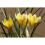 (10) Crocus - Romance 4