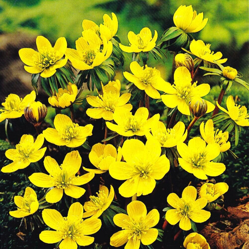 (20) ERANTHIS CILICICA LATE WINTER ACONITE 1