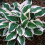 (4) HOSTA PATRIOT PLANTAIN LILY 2