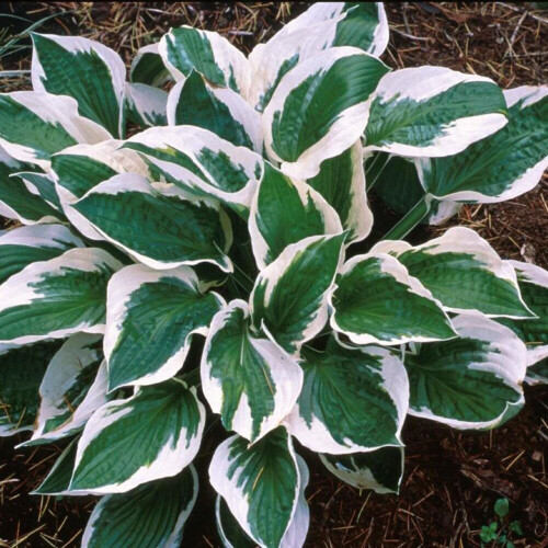 (4) HOSTA PATRIOT PLANTAIN LILY 1