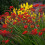 (5) CROCOSMIA  LUCIFER 3