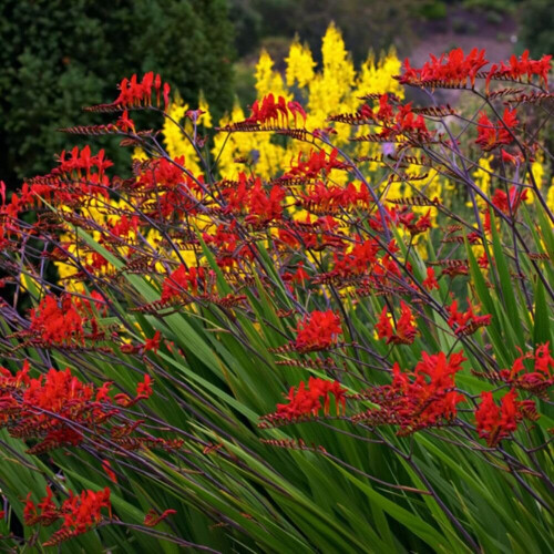(5) CROCOSMIA  LUCIFER 2