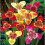 (10) TIGRIDIA PAVONIA MIXED 3