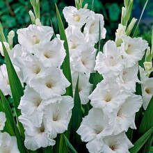 (100) WHITE GODDESS GLADIOLI LARGE FLOWERED