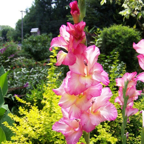 (20) PRISCILLA GLADIOLI LARGE FLOWERED 1