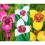 (50) TIGRIDIA PAVONIA MIXED 2