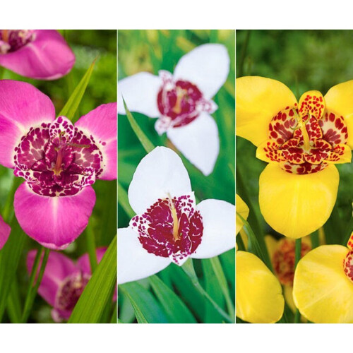 (50) TIGRIDIA PAVONIA MIXED 1