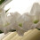 (10) WHITE GODDESS GLADIOLI LARGE FLOWERED 3