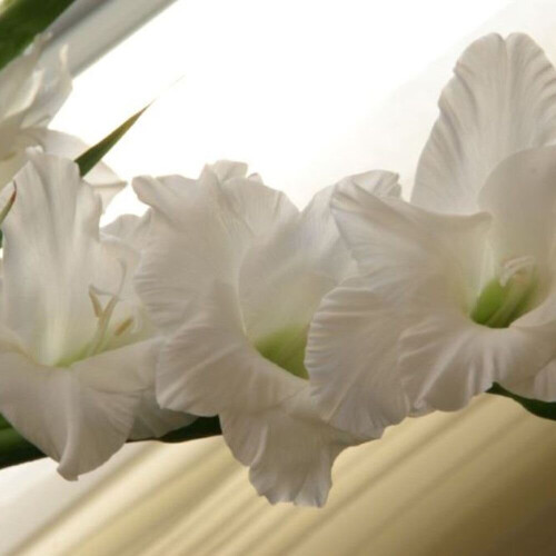 (10) WHITE GODDESS GLADIOLI LARGE FLOWERED 2